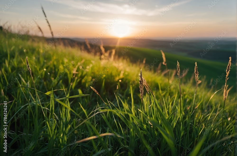 beautiful sunset views in green grass, green gross in sunset background, spring background