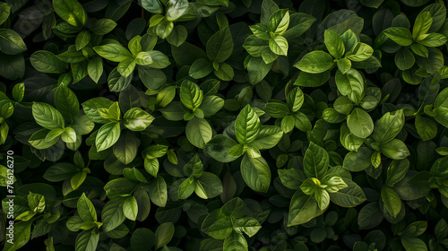 A close up of green leaves with a lush green background. The leaves are full and vibrant, giving the impression of a healthy and thriving plant
