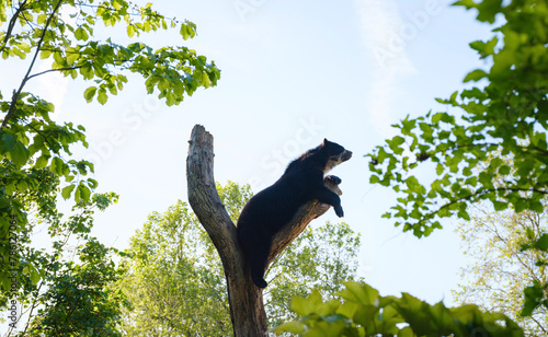 Spectacled bear or Tremarctos ornatus lies on branch in zoo photo