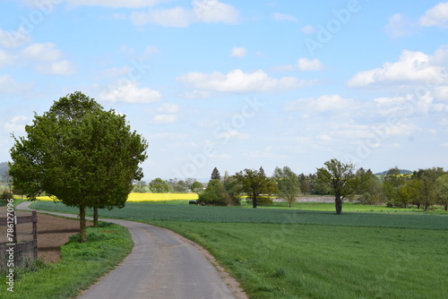 tiny road between swamp trees in spring green landscape