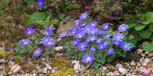 Balkananemone (Anemone blanda) Pflanze mit vielen blauen Blüten, Frühling, Panorama 