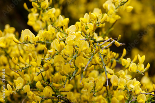 Ginster (Genista) Strauch mit gelben Blüten 