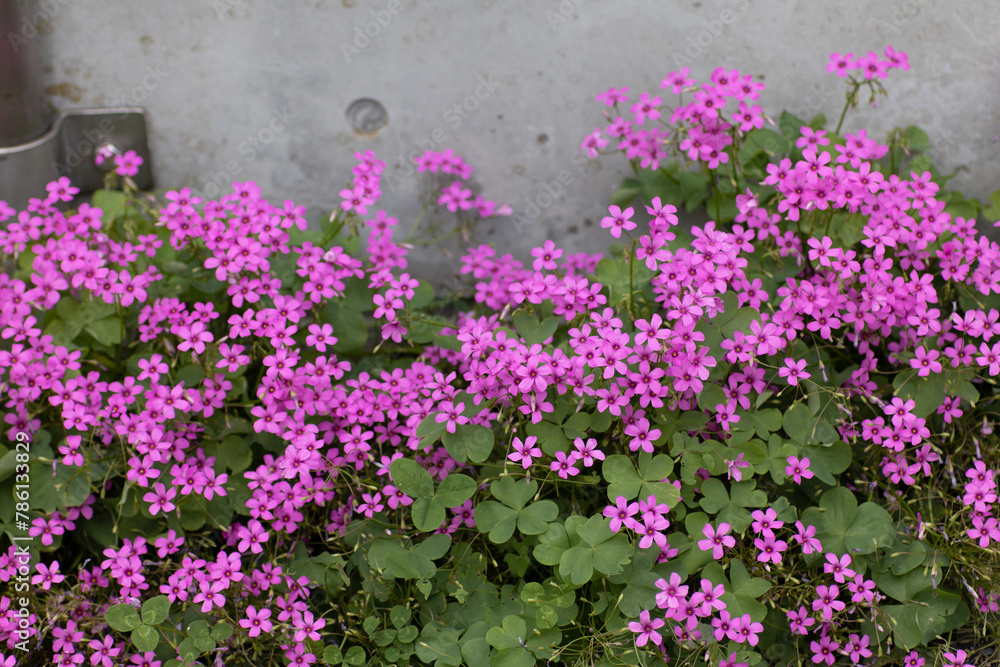 Fototapeta premium イモカタバミの花の群生