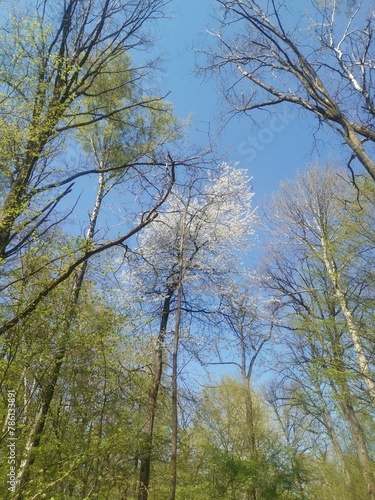 trees and sky in the forest