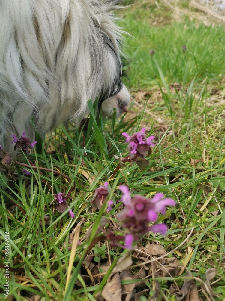 Fototapeta premium dog with flower