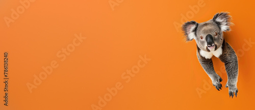 A charming koala bear smiles invitingly against a vivid orange backdrop, providing a joyful and warm presentation photo