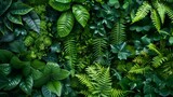 Biophilia concept, green plants and leaves, tropical climate season springtime branch tropical rainforest
