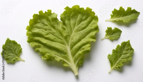 Green oak lettuce leaf isolated on white background photo