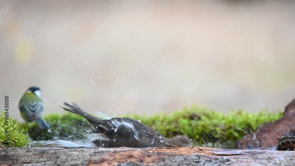 Common blackbird Turdus merula in the wild. A bird in the autumn forest on a beautiful background. The bird is bathing. Close up. Slow motion. Common blackbird Turdus merula in the wild. A bird in the autumn forest on a beautiful background. The bird is bathing. Close up. Slow motion.