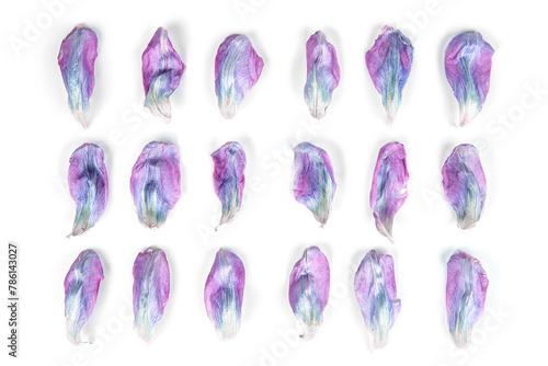 petals of lilac flowers laid out separately on a white background