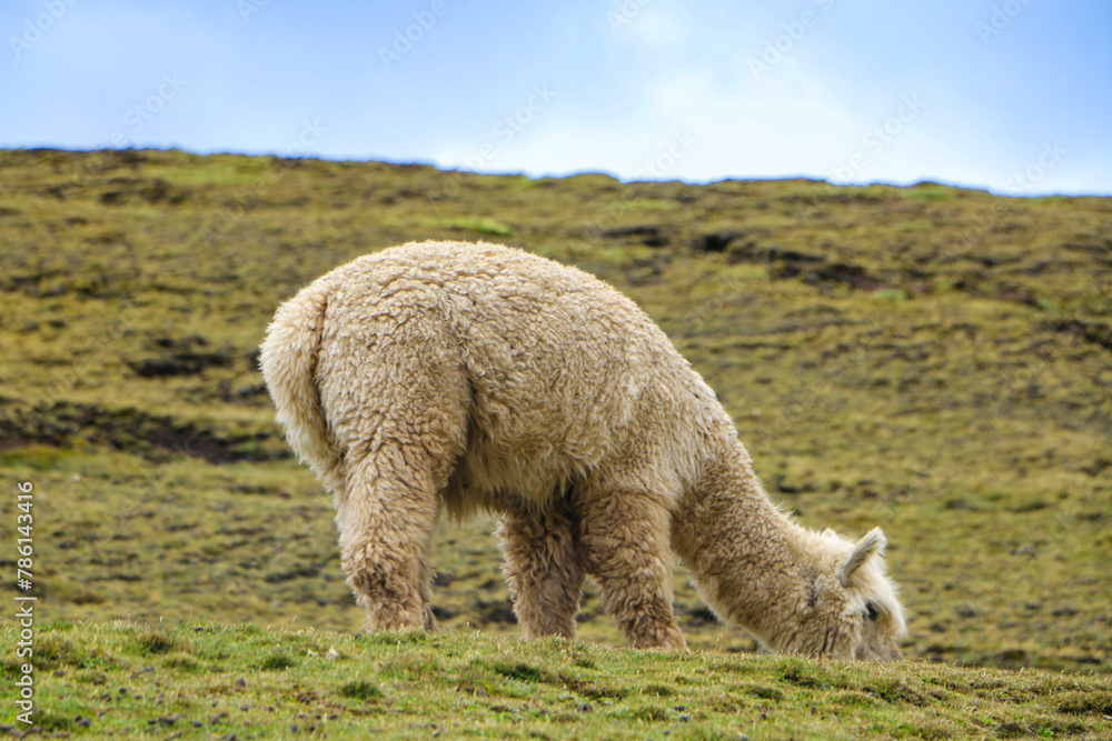 Fototapeta premium llama in the mountains