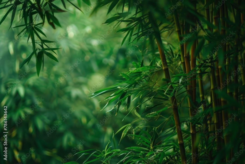 Lush Green Bamboo Grove in Soft Light Lush Green Bamboo Grove in Soft Light