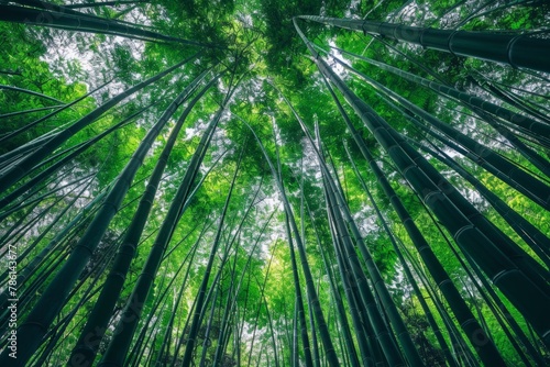 Skyward View of a Lush Bamboo Forest Canopy