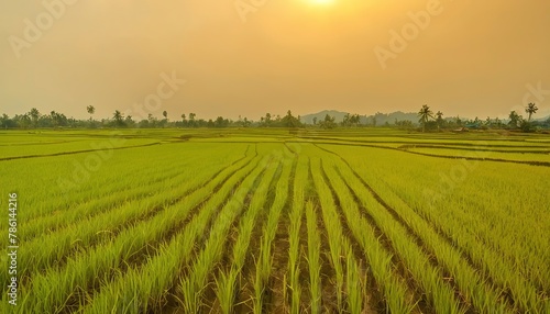 close up of rice fields with golden light in Thailand