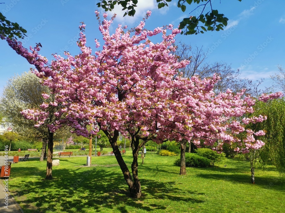 Fototapeta premium tree in bloom