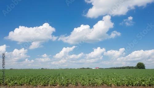Corn farm with blue sky