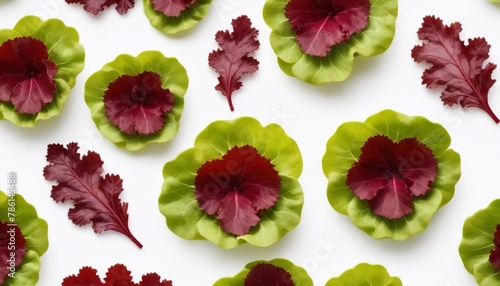 red coral lettuce on white background ,Green leaves pattern ,Salad ingredient photo