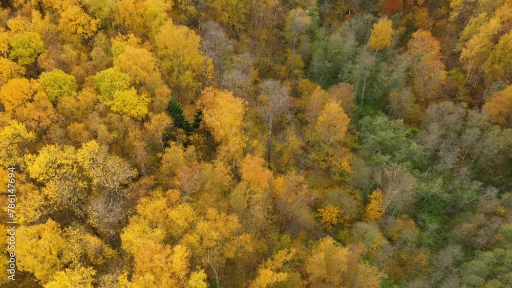 Crowns of trees with yellow foliage. Deciduous forest in the fall. Flight over the autumn forest. Fall season. Crowns of trees with yellow foliage. Deciduous forest in the fall. Flight over the autumn forest. Fall season.
