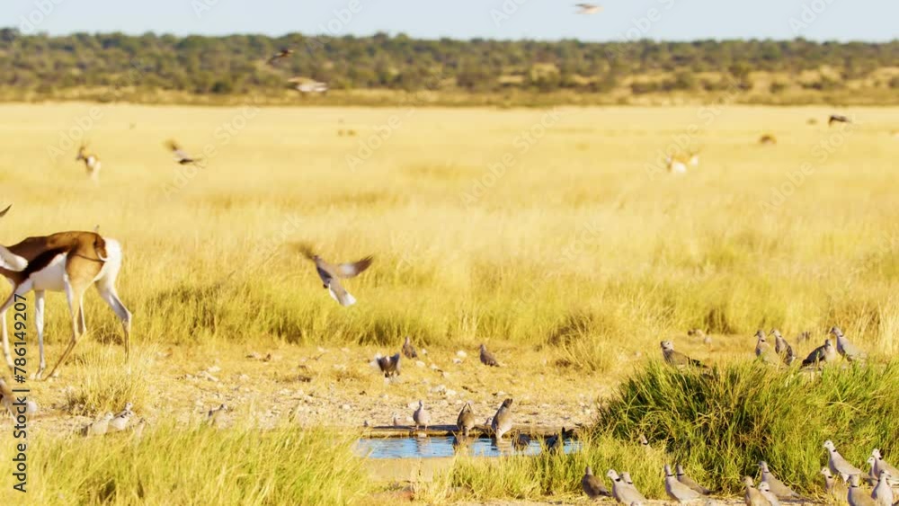 Slow-Motion: Springbok Antelope and Collared Dove at Savannah Water Point Slow-Motion: Springbok Antelope and Collared Dove at Savannah Water Point