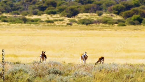 Three Springboks Grazing together in Savanah