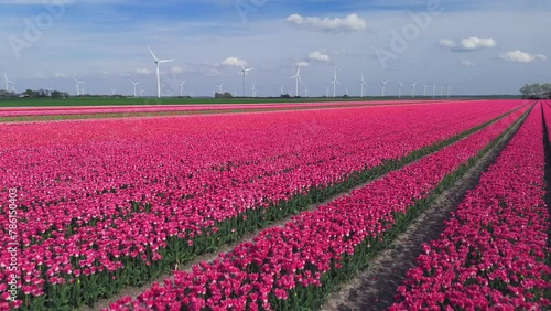 Aerial View: Pink Flower Bulb Fields with Tulips in the Netherlands (ID: 786150403)