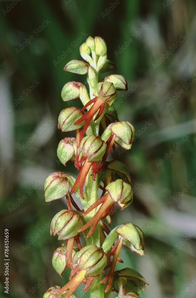 Obraz premium close up of the whole pedicil with flowers of the Aceras anthrophorum, Man Orchid plant