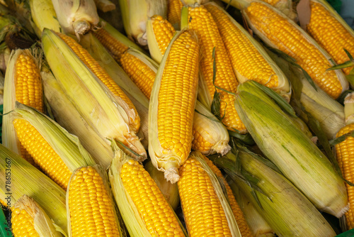sweetcorn cobs close up, food natural background. harvest and market.
