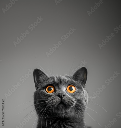 Hyperrealistic funny surprised British Shorthair cat close up on dark vertical background, pet concept, empty space