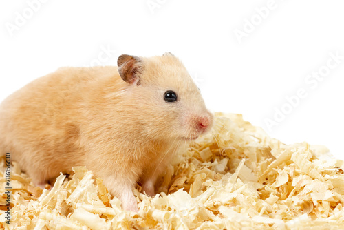 Hamster on sawdust