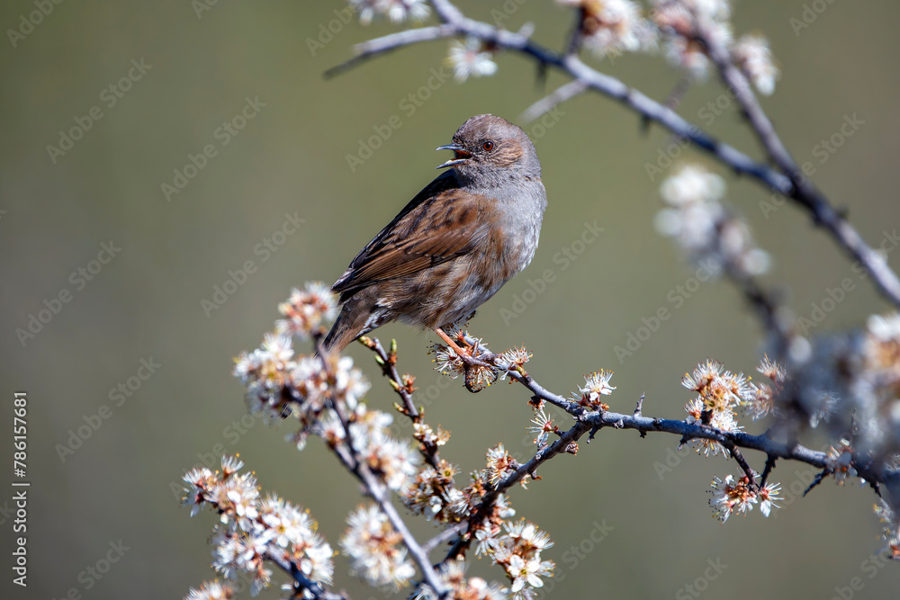Dunnock, prunella modularis perched on a branch. Dunnock, prunella modularis perched on a branch.