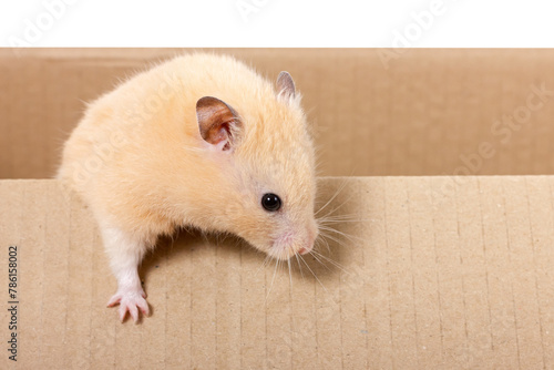 Cream-colored hamster on brown background