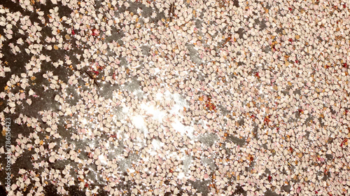 水面に散った桜の花びらと太陽の光芒2