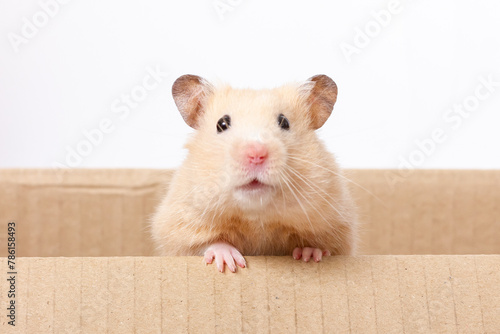 Hamster peeking out of a box