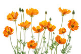 A cluster of vibrant orange wildflowers with slender stems. isolated on white background