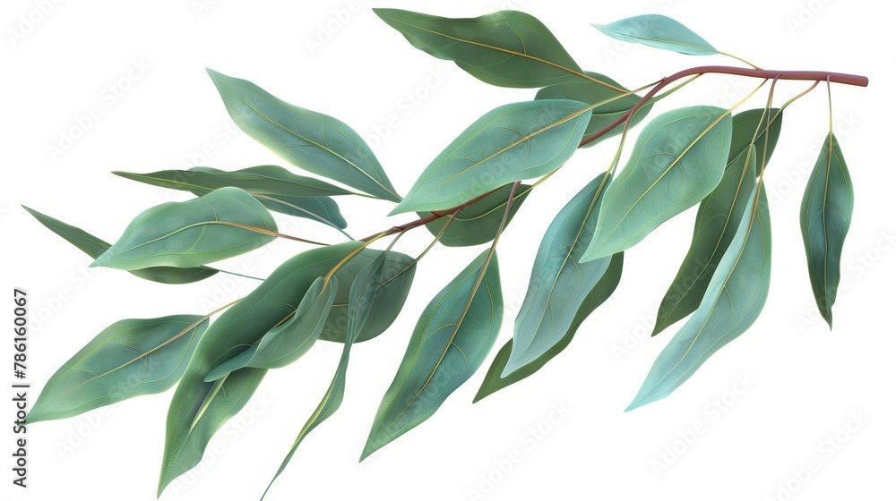 Plant leaves and branches of eucalyptus isolated on a white background. Herb used in cooking, essential oil preparation, and medicine. Vegetable leaves and branches of eucalyptus.