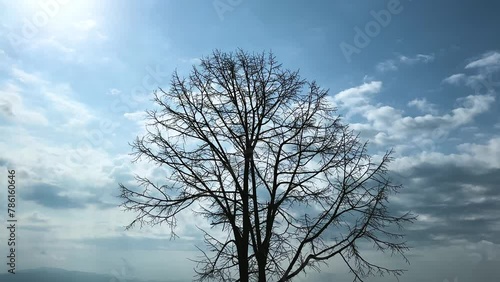 Big Defoliated Tree