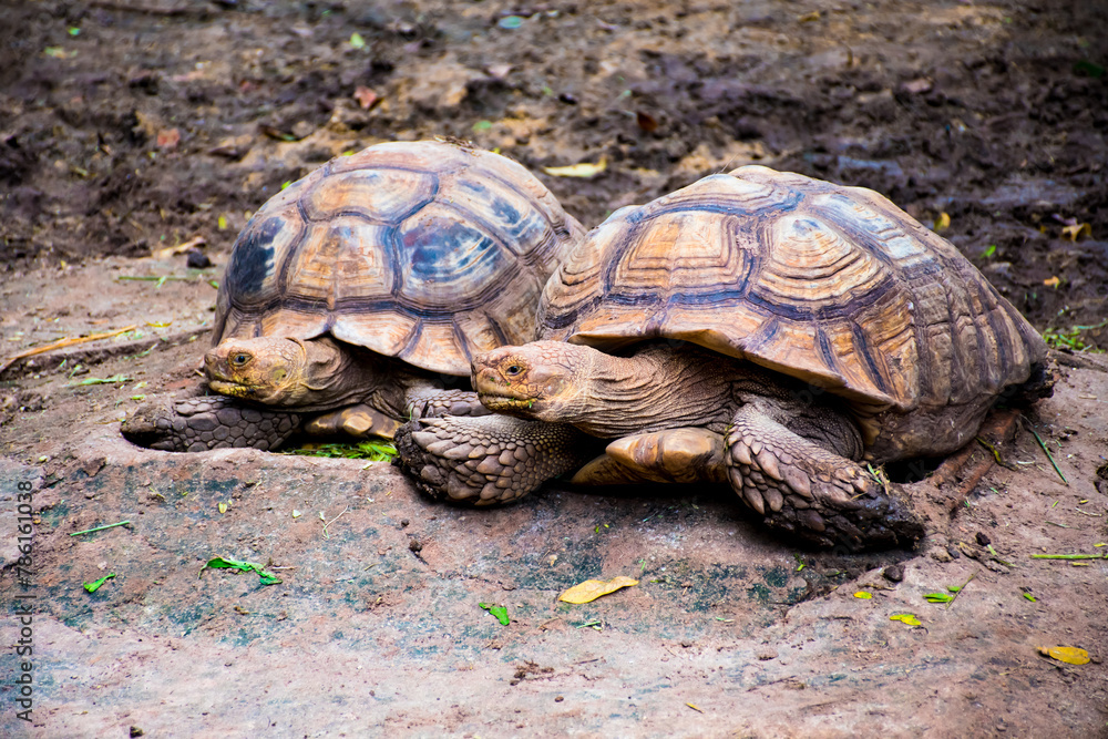 Sulcata Tortoises in Korat Zoo, Thailand Sulcata Tortoises in Korat Zoo, Thailand
