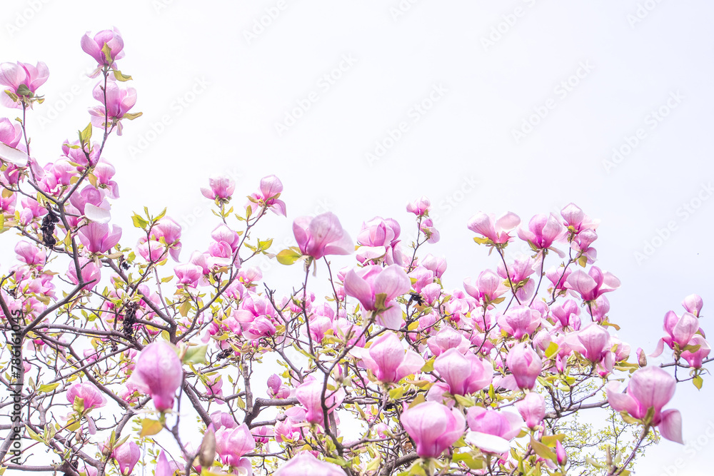Pink magnolia flowers petal. Flower bud on a tree branch in the garden. Spring blooming nature Pink magnolia flowers petal. Flower bud on a tree branch in the garden. Spring blooming nature