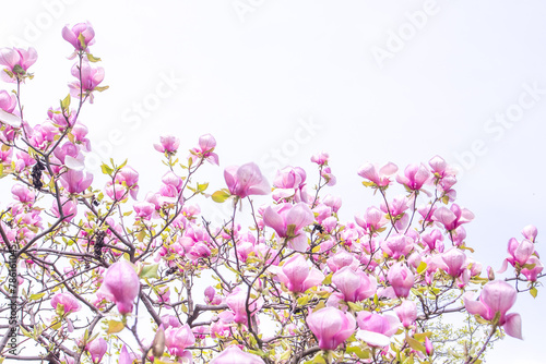 Pink magnolia flowers petal. Flower bud on a tree branch in the garden. Spring blooming nature
