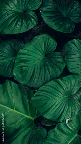 closeup tropical green leaves texture and dark tone process, abstract nature pattern background. © Nabodin