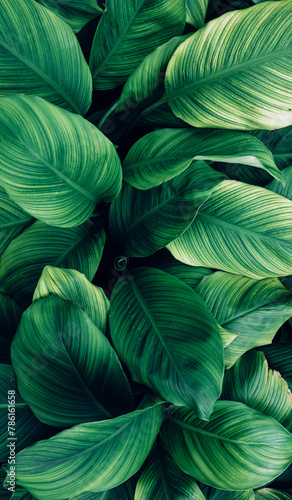 closeup tropical green leaves texture and dark tone process  abstract nature pattern background.