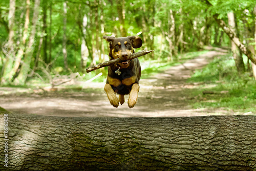 Front view of a funny dog jumping above a trunk in a french forest at spring with a woodstick in its mouth. photo