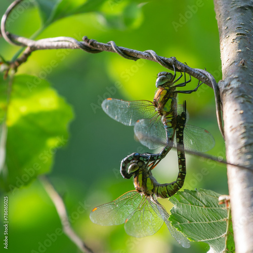 Migrant hawker. Aeshna mixta.  Mating wheel hanging on a branch. Paardenbijter. Herbst-Mosaikjungfer. Aeschne mixte.