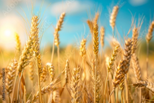 close up of wheat crop in field over blue sky  sky blue bokeh background