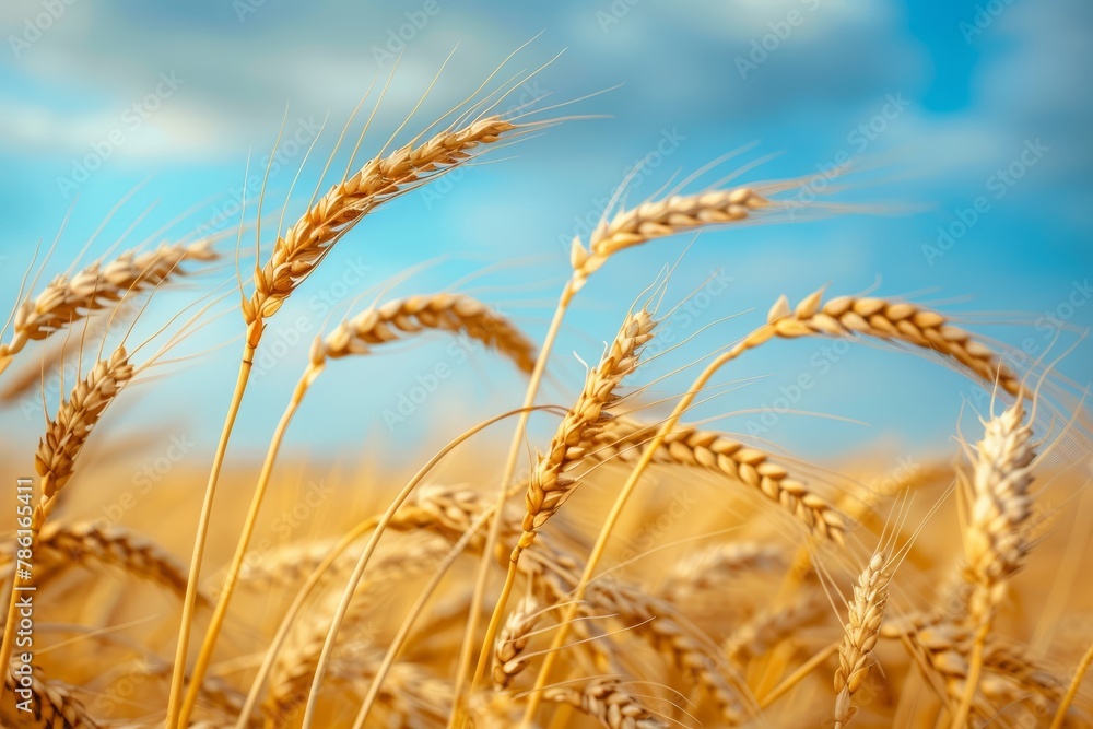 Fototapeta premium close up of wheat crop in field over blue sky, sky blue bokeh background