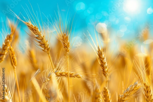 close up of wheat crop in field over blue sky  sky blue bokeh background