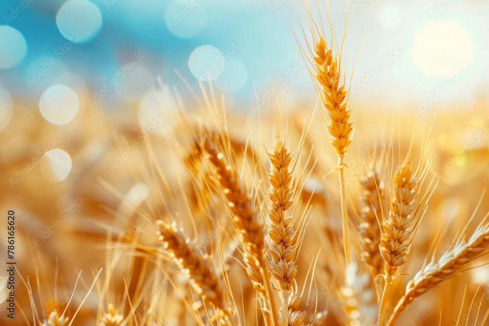 close up of wheat crop in field over blue sky, sky blue bokeh background close up of wheat crop in field over blue sky, sky blue bokeh background