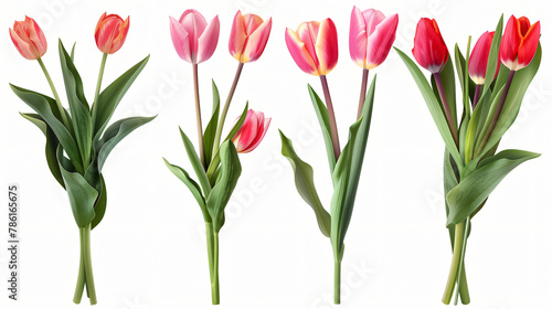Beautiful bouquets of tulip flowers isolated on white #786165675