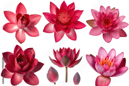 Collection Red Lotus flower .isolated on white background