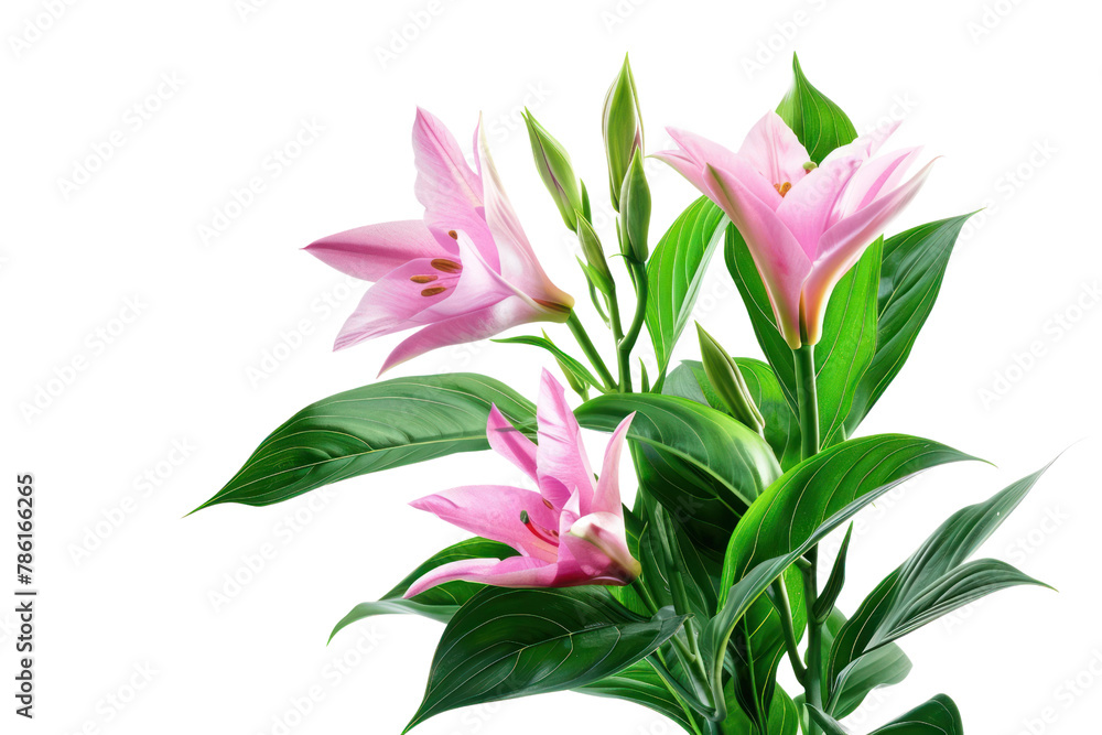 Fototapeta premium flower plant .isolated on white background